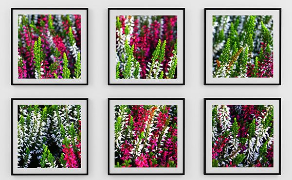 Picture Framing at Peter Rogers Photo