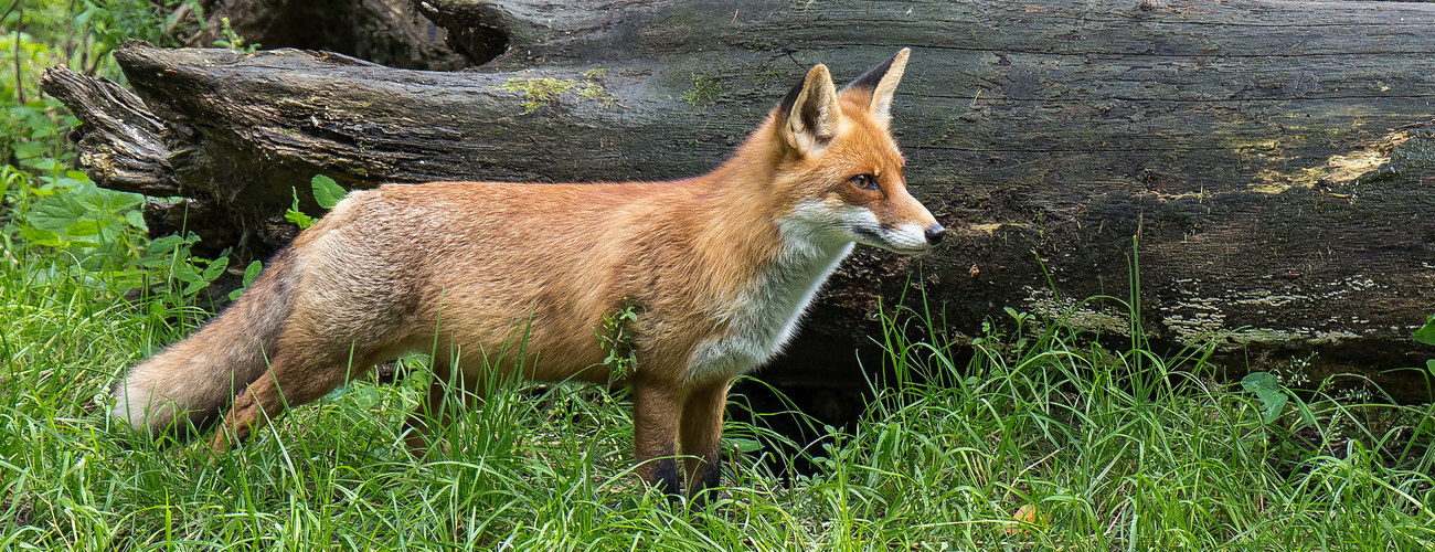 Photo by Aliaksandr Shyliayeu: https://www.pexels.com/photo/brown-fox-on-grass-beside-a-tree-trunk-7618339/