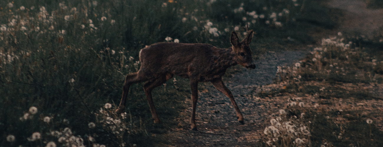 Photo by Luca Dross: https://www.pexels.com/photo/doe-walking-near-path-in-forest-4309369/