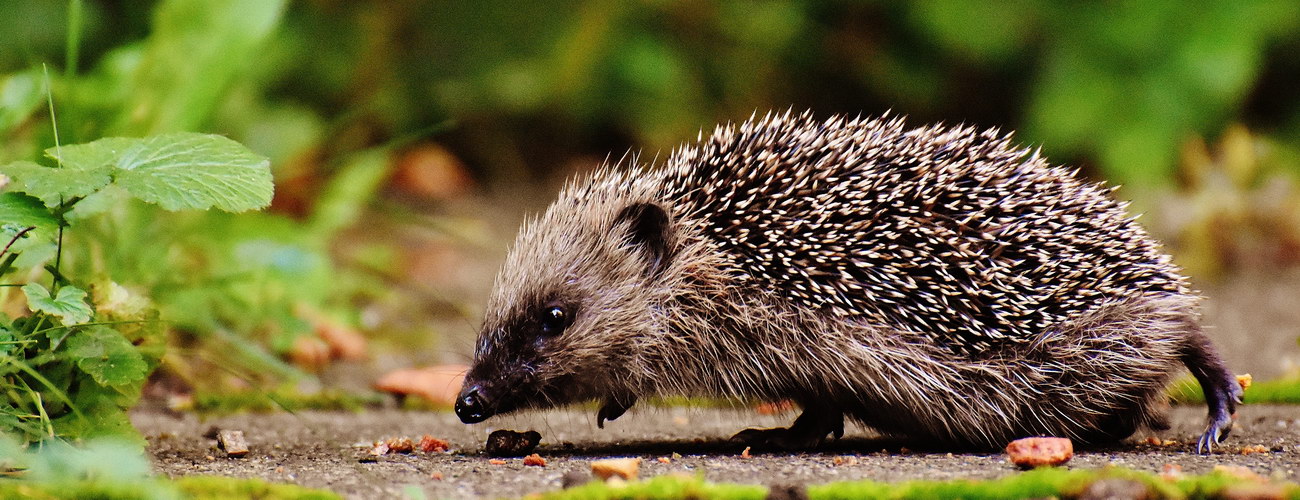 Photo by Pixabay: https://www.pexels.com/photo/animal-animal-world-bristle-close-up-207813/