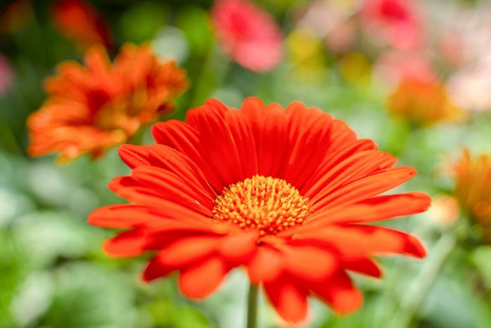 Tamron 28-200mm Sony E - Sample
