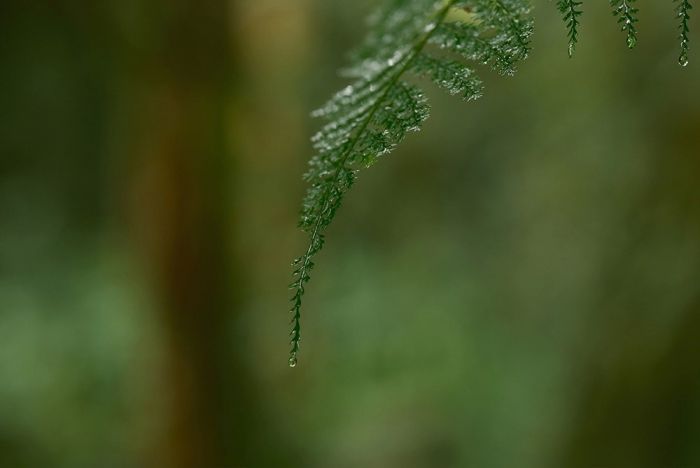 Fujinon XF 56mm F1.2 R WR - Sample