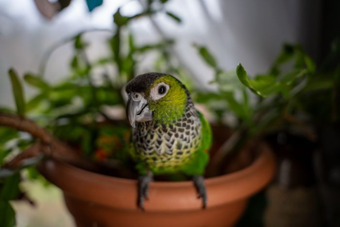 SIGMA 24-70mm F2.8 DG DN II Art-A024