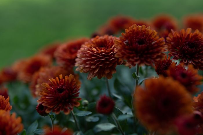SIGMA 30mm F1.4 DC DN C 302972 - Canon RF