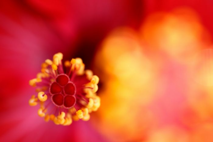 Tamron 90mm F2.8 Di III MACRO VXD F072 Sample