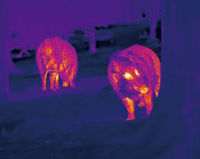 Nocpix LUMI Thermal Monocular