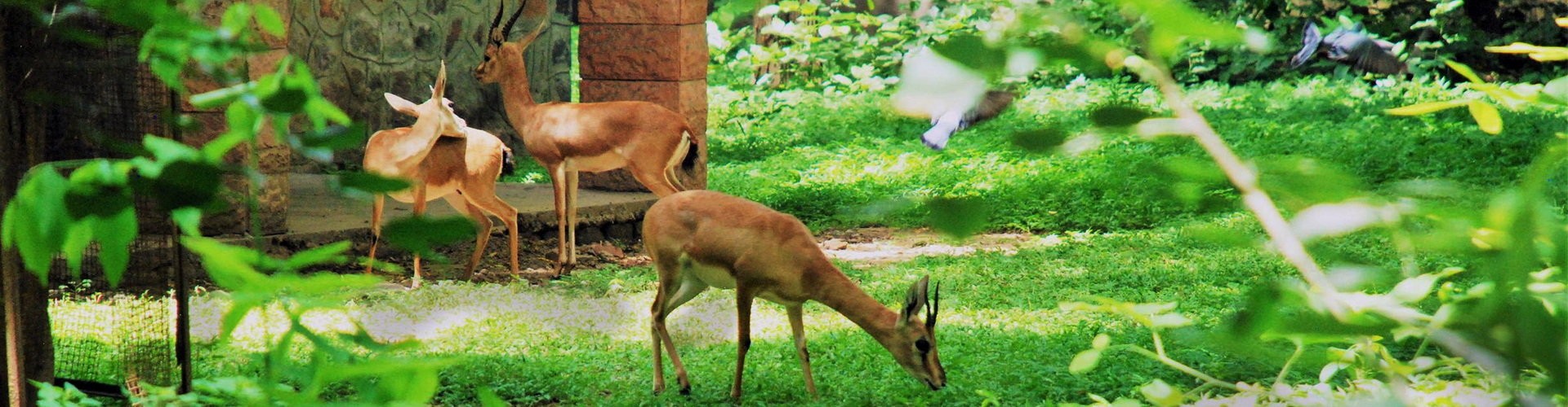 Trail Cameras Banner