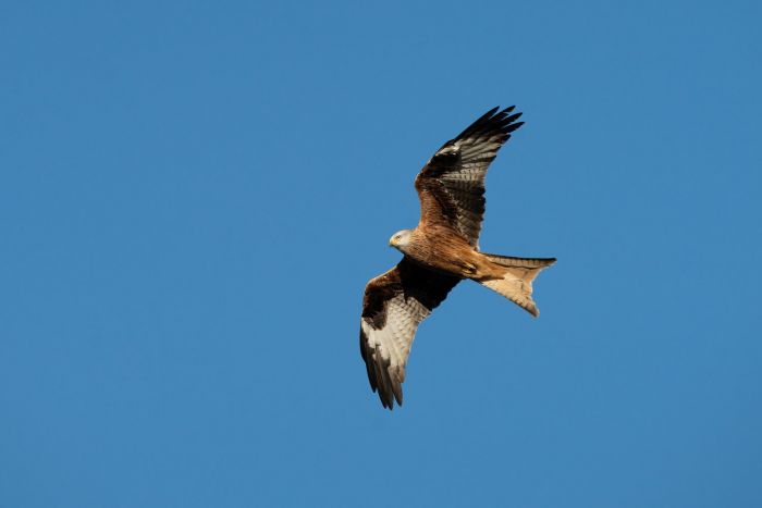 Sigma 300-600mm F4 DG OS S025