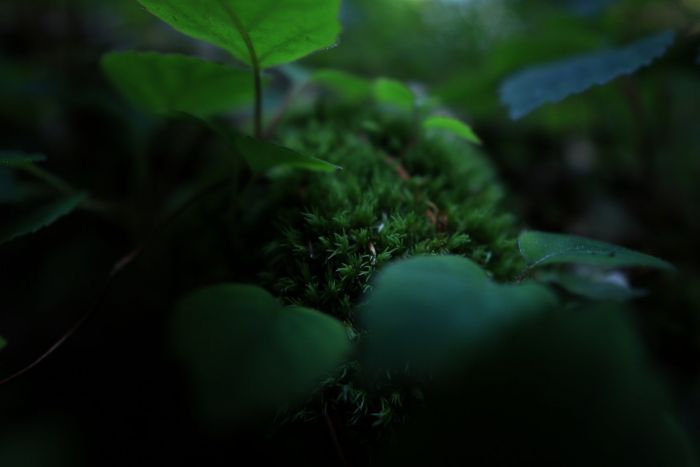 Sigma 12mm F1.4 DC C - RF